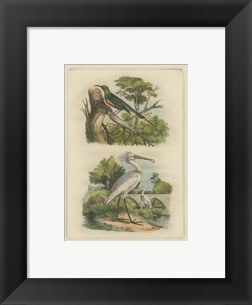 Framed Exotic Birds IV Print