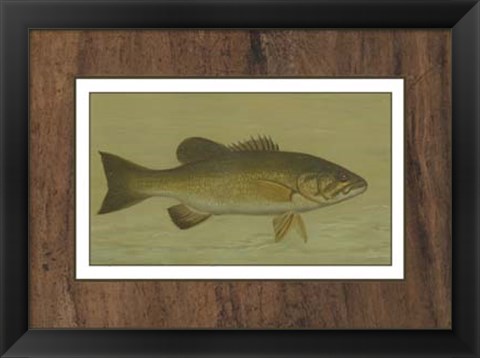 Framed Small-mouthed Black Bass Print