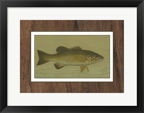 Framed Small-mouthed Black Bass Print