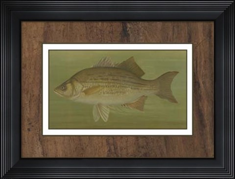 Framed White or Silver Bass Print