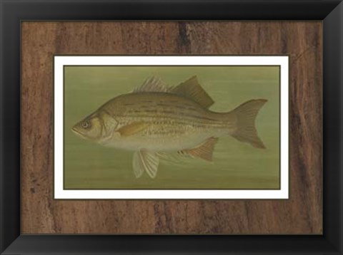 Framed White or Silver Bass Print