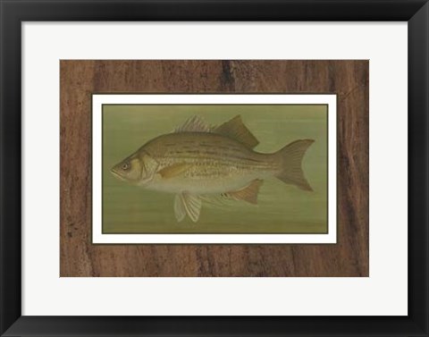 Framed White or Silver Bass Print