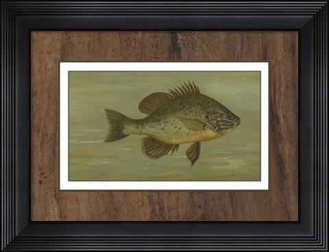 Framed Common Sunfish Print
