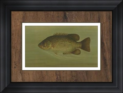 Framed Rock Bass Print