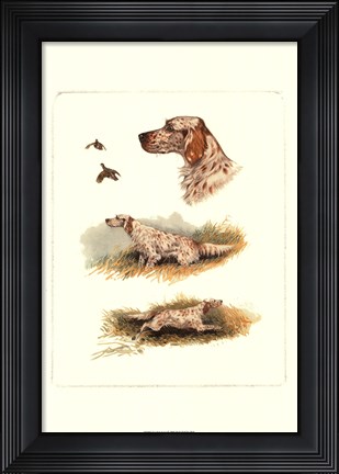 Framed English Setter Print