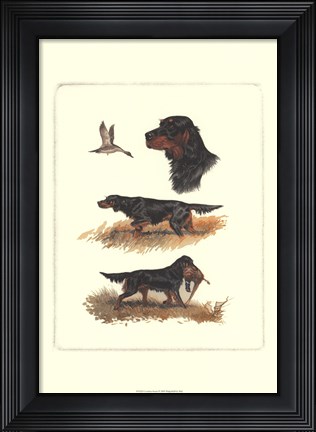 Framed Gordon Setter Print
