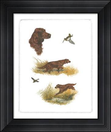 Framed Irish Setter Print