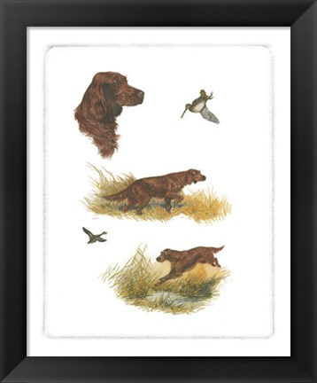 Framed Irish Setter Print