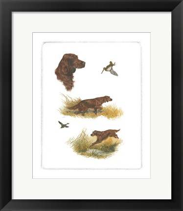 Framed Irish Setter Print