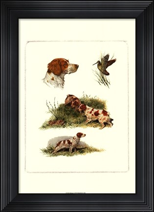 Framed Brittany Print