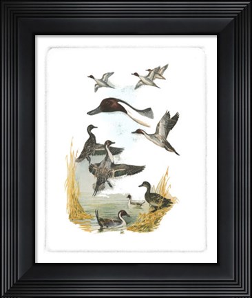 Framed Red-headed Duck Print