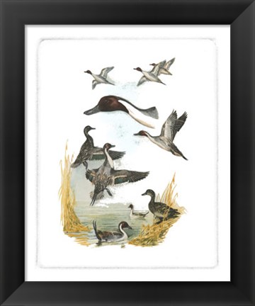 Framed Red-headed Duck Print