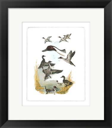 Framed Red-headed Duck Print
