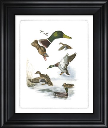 Framed Mallard Print