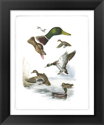 Framed Mallard Print