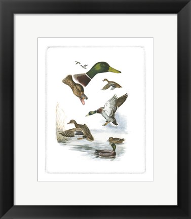 Framed Mallard Print