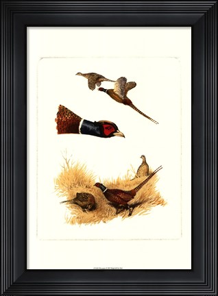 Framed Pheasants Print