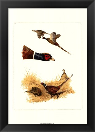 Framed Pheasants Print