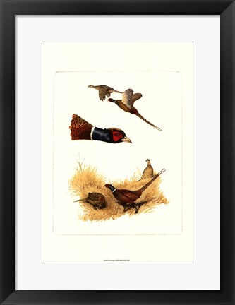 Framed Pheasants Print