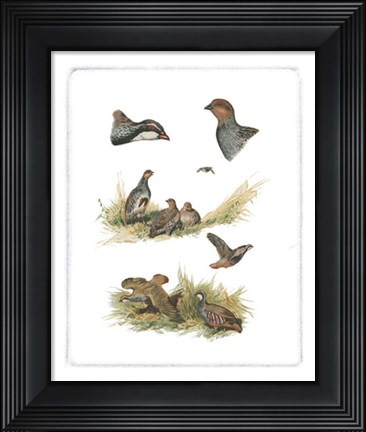 Framed Partridge Print