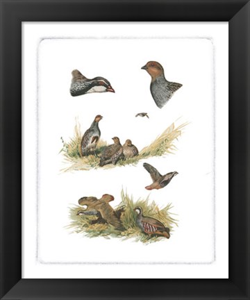 Framed Partridge Print