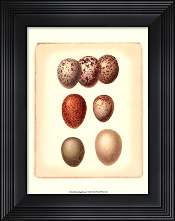 Framed Bird Egg Study I Print