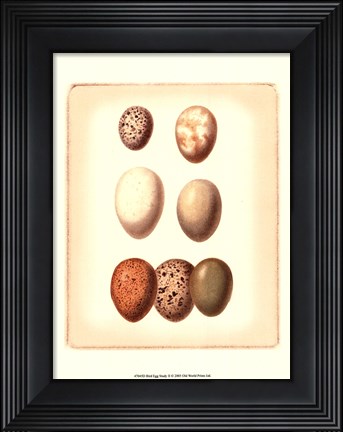 Framed Bird Egg Study II Print