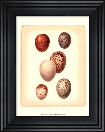 Framed Bird Egg Study III Print