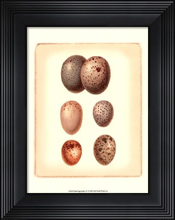 Framed Bird Egg Study IV Print