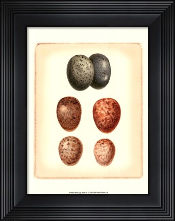 Framed Bird Egg Study V Print