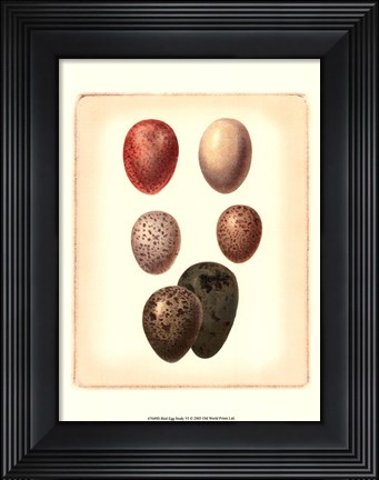 Framed Bird Egg Study VI Print