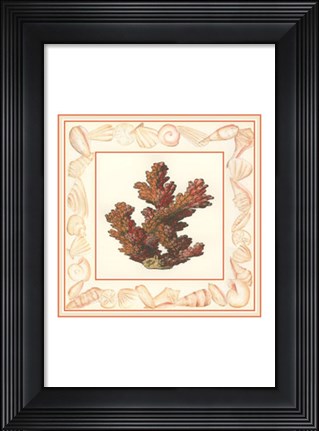 Framed Coral with Shell Border II Print