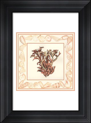 Framed Coral with Shell Border III Print
