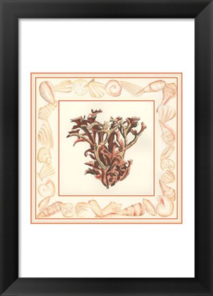 Framed Coral with Shell Border III Print