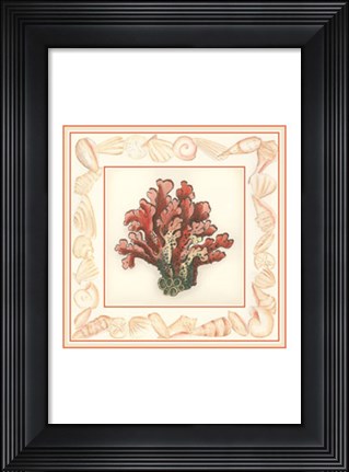 Framed Coral with Shell Border IV Print
