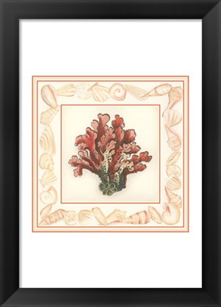 Framed Coral with Shell Border IV Print