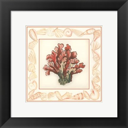 Framed Coral with Shell Border IV Print