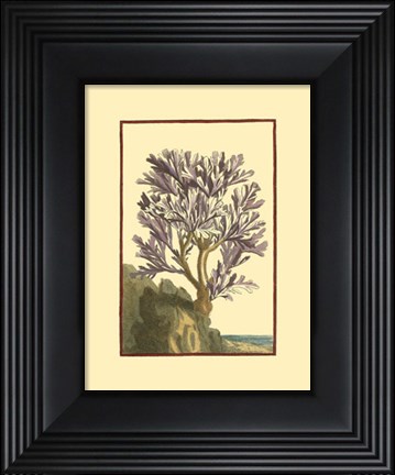 Framed Coral by the Sea V Print