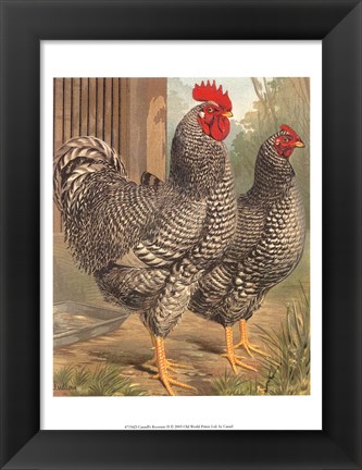 Framed Cassell&#39;s Roosters II Print