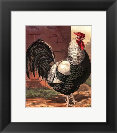 Framed Cassell&#39;s Roosters IV Print