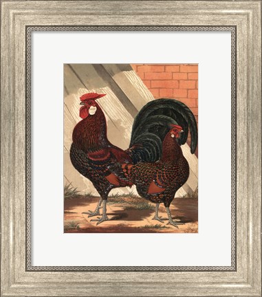 Framed Cassell&#39;s Roosters V Print