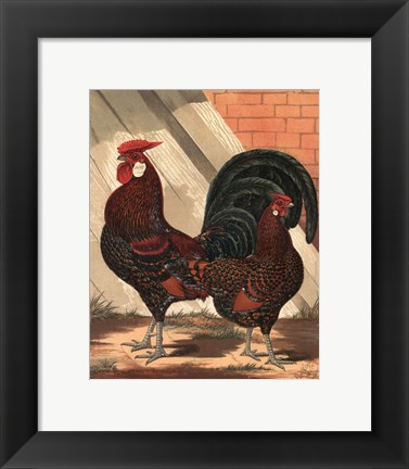 Framed Cassell&#39;s Roosters V Print