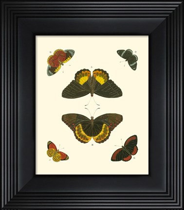 Framed Butterfly Study I Print