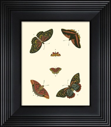 Framed Butterfly Study II Print