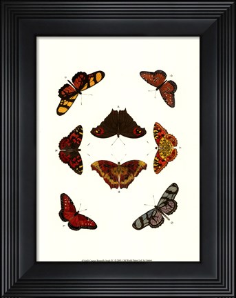 Framed Butterfly Study IV Print