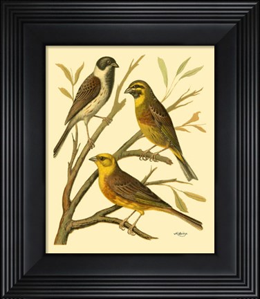 Framed Domestic Bird Family I Print