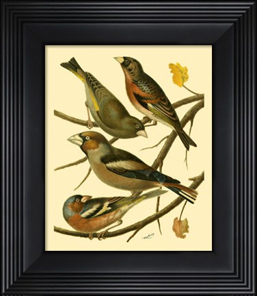 Framed Domestic Bird Family II Print