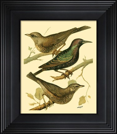 Framed Domestic Bird Family IV Print