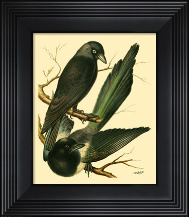 Framed Domestic Bird Family V Print