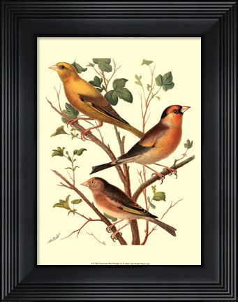 Framed Domestic Bird Family VI Print